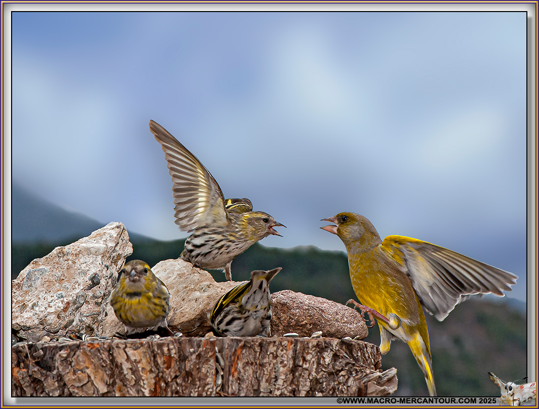 TARIN DES AULNES et VERDIER